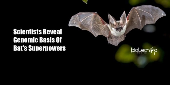 Genetics Behind Bat's Abilities