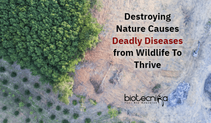 Diseases Arise By Destroying Nature