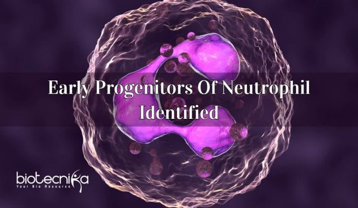 early progenitors of neutrophil