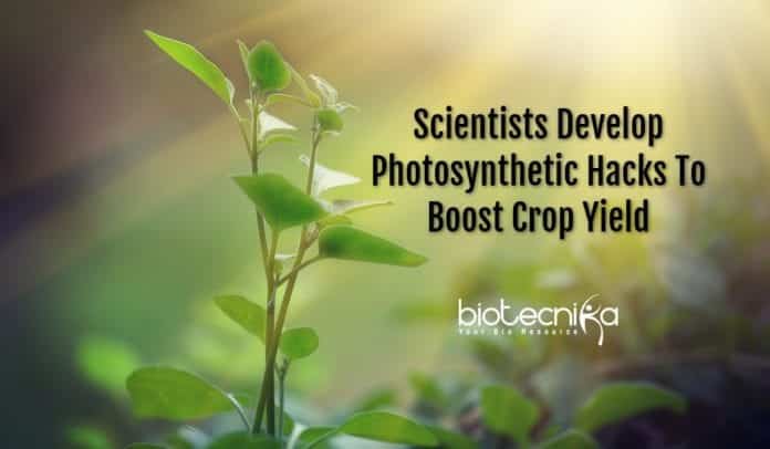 photosynthetic hacks to boost yield