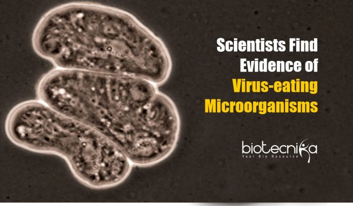 Evidence of Virus-eating Microorganisms