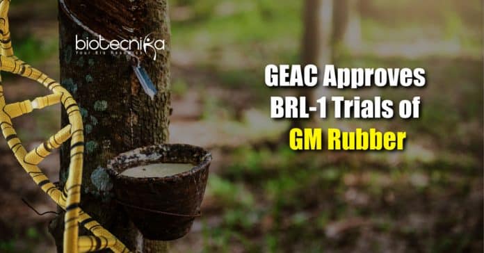 BRL-1 trials of GM rubber