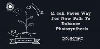 new path to enhance photosynthesis