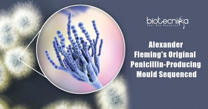 Fleming's original Penicillium sequenced
