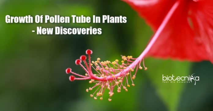 New discoveries on pollen tube growth