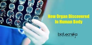 New Organ Discovered in human body