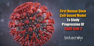 First human stem cell-based model