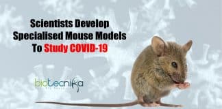 Specialized Mouse Models