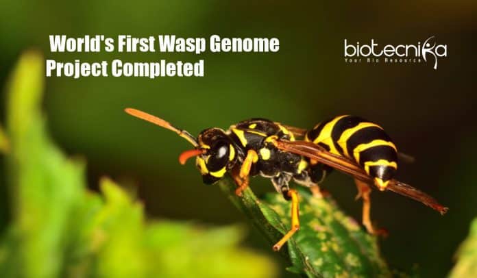 World First Wasp Genome Project Completed