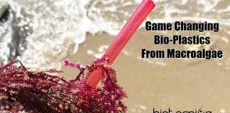 NIOT Develops Bioplastics From Seaweed