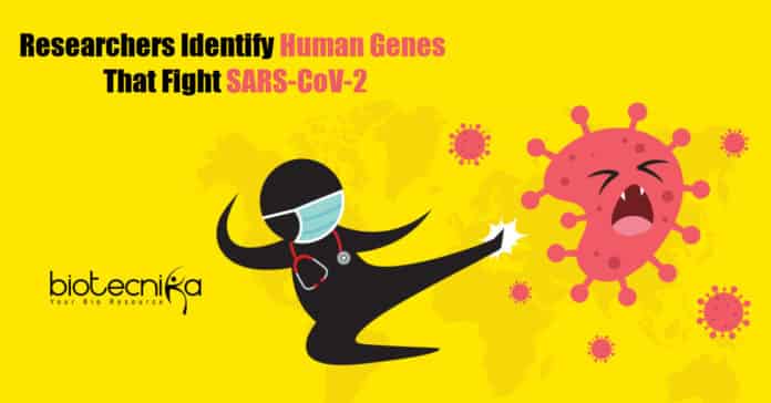 Human Genes That Fight COVID-19