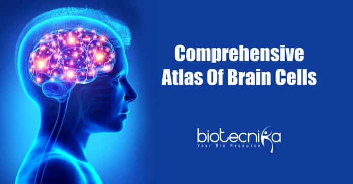 First complete atlas of brain cells