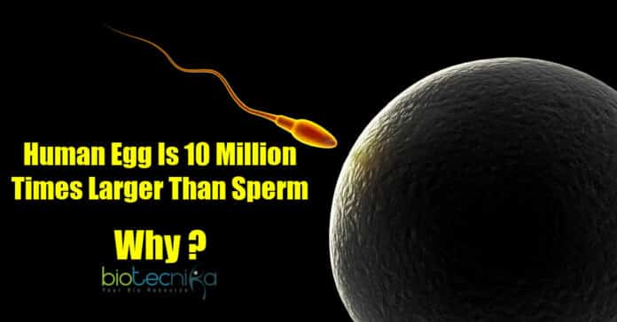 Human Egg Cell Is Larger than Sperm