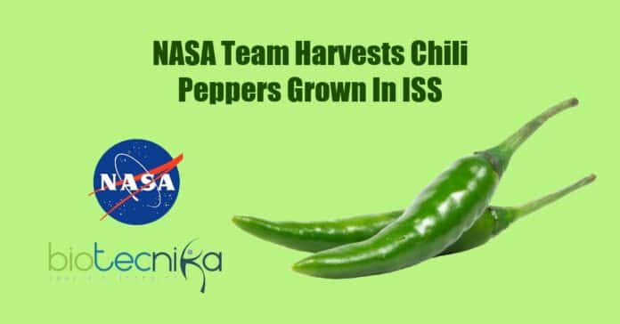 Astronauts harvest chili