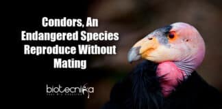 Condors Reproduce Without Mating