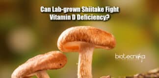 lab grown shiitake