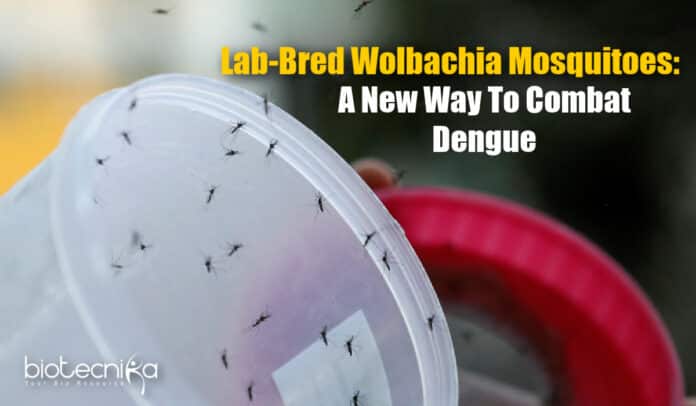 Wolbachia Mosquitoes By Indonesian Researchers