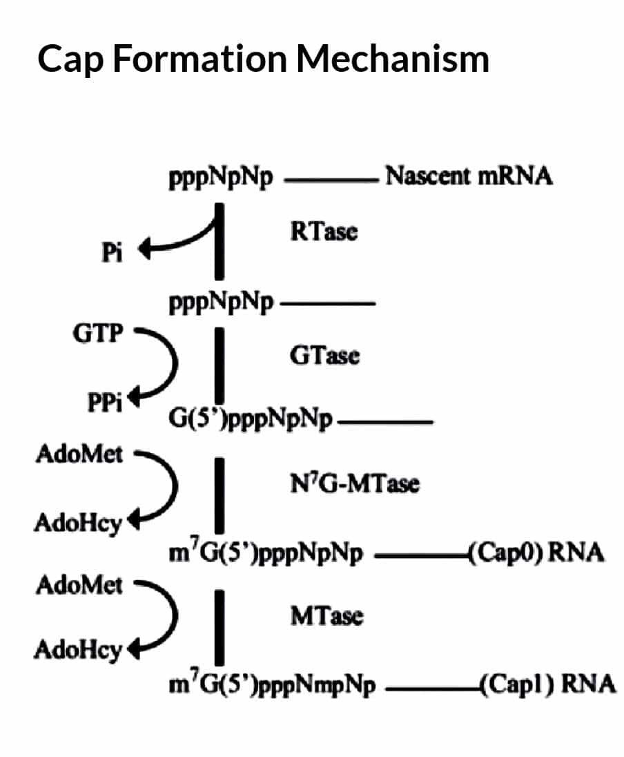 CSIR RNA Synthesis Notes