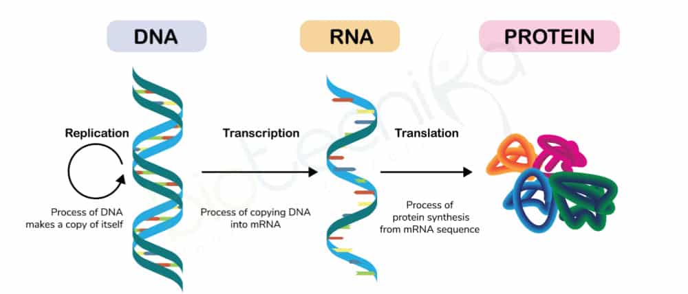CSIR DNA Replication Notes