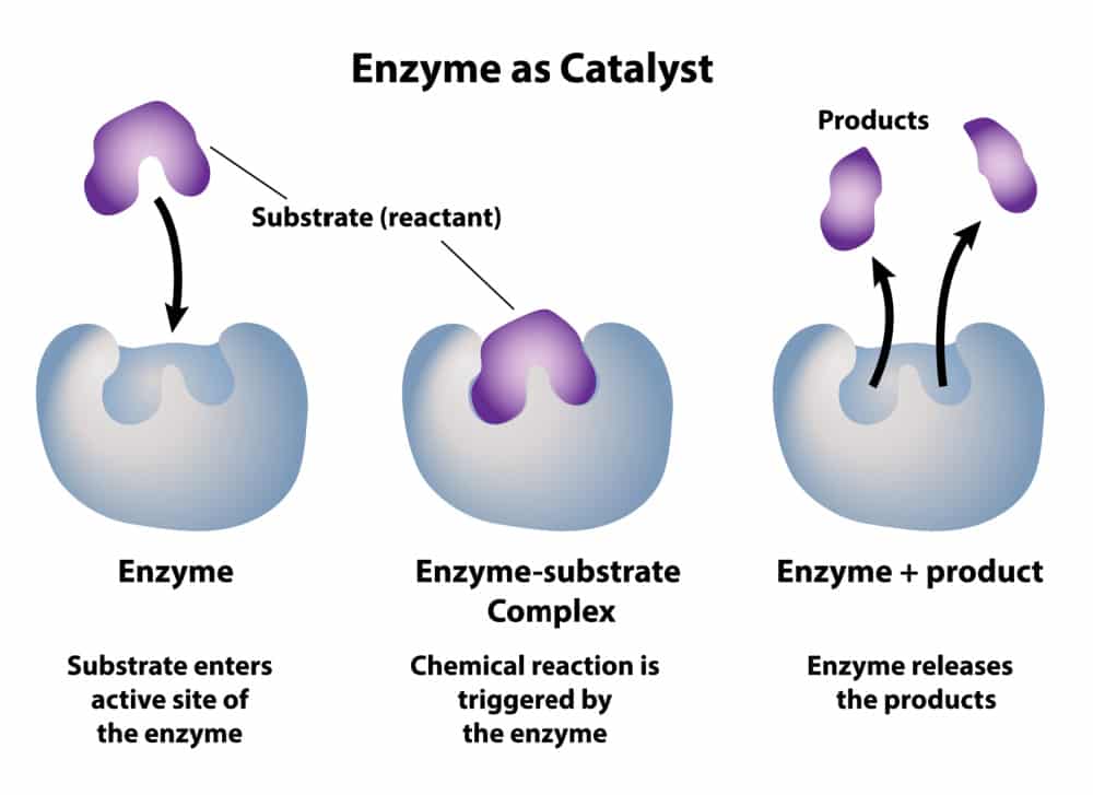 CSIR Enzyme Kinetics Notes