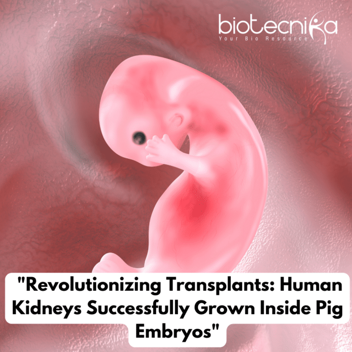 Human Kidney Successfully Grown