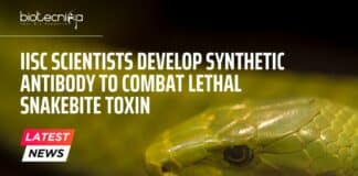 Synthetic Antibody to Combat Snakebite Toxin