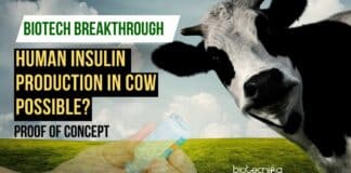 Human Insulin Can Be Produced in Cow Milk