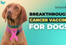 Breakthrough Cancer Vaccine for Dogs