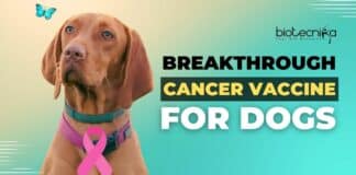 Breakthrough Cancer Vaccine for Dogs