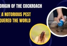 The Origin of the Cockroach