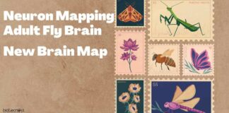 Neuron Mapping Adult Fly Brain - New Brain Map