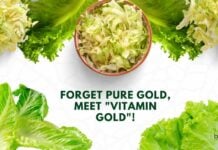 Golden Lettuce Genetic Engineering