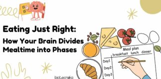 Brain controls eating behavior - How your brain divided mealtime